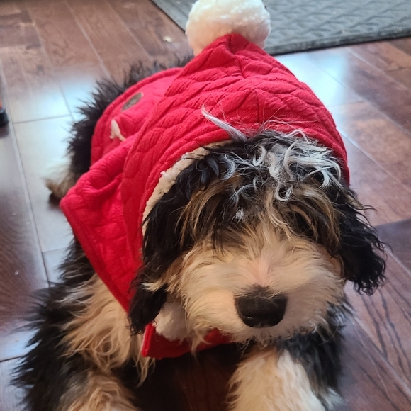 Small dog jacket. - Picture 5 of 5